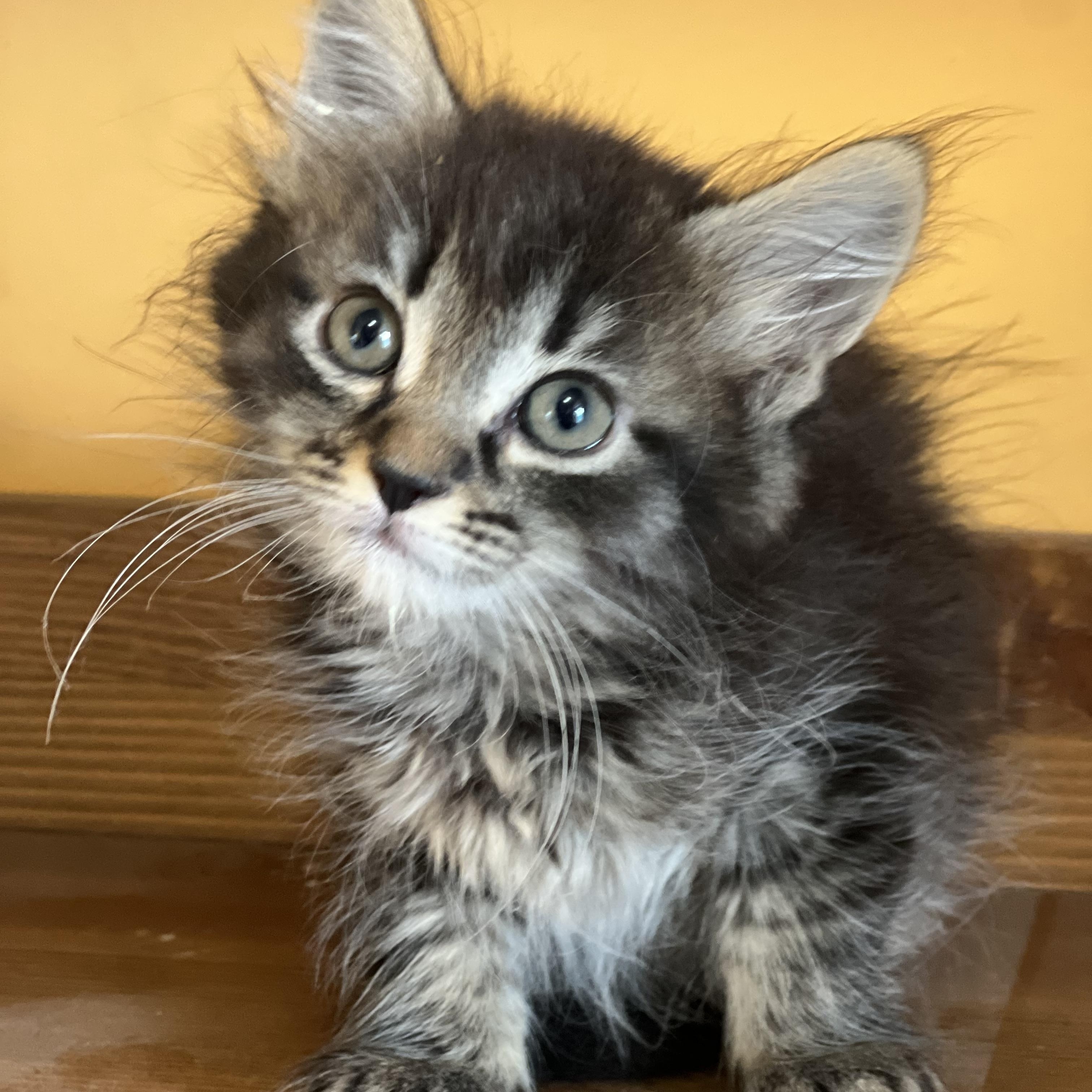 Nessa, an adopted Domestic Long Hair in Greensboro, NC image 2/3