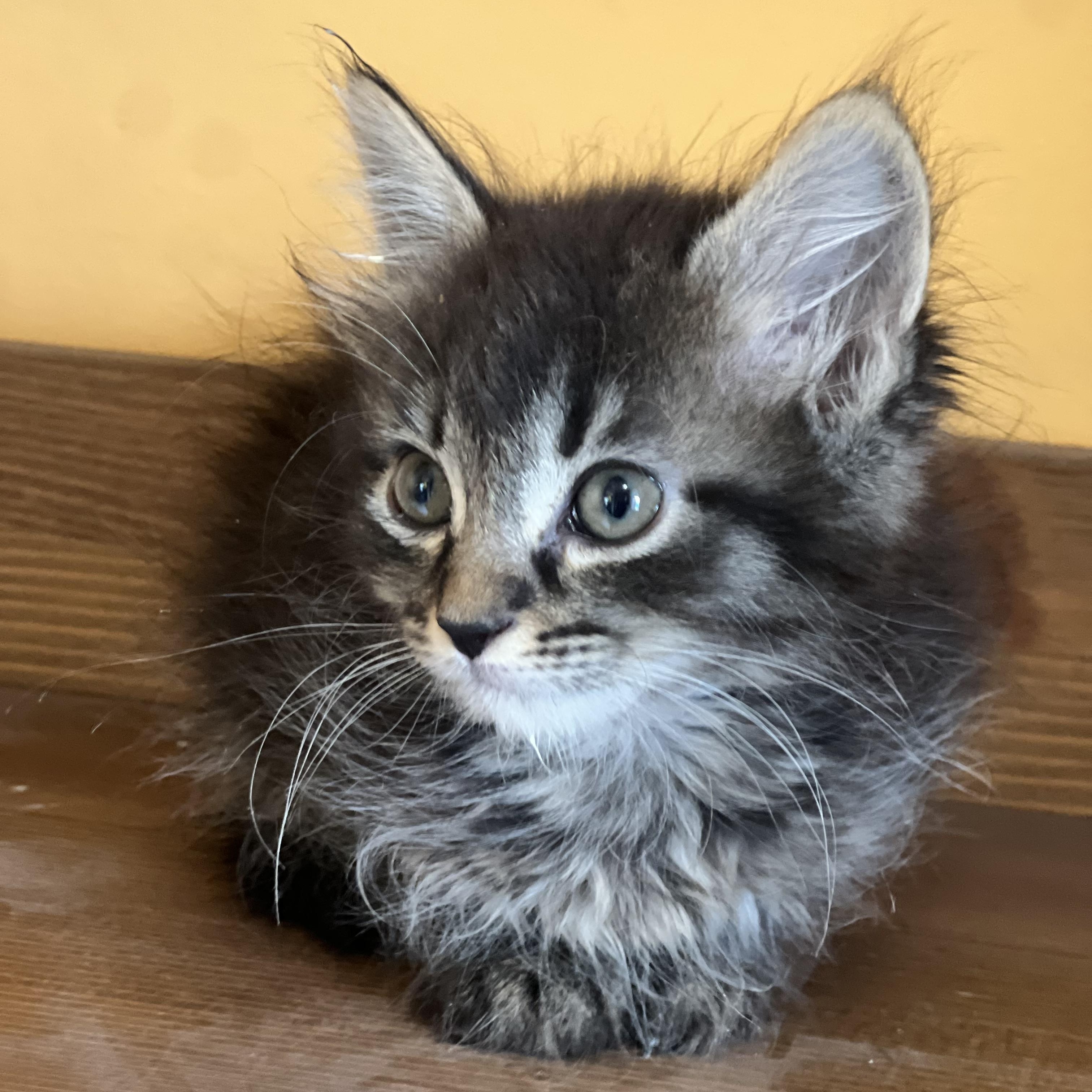 Nessa, an adopted Domestic Long Hair in Greensboro, NC image 3/3