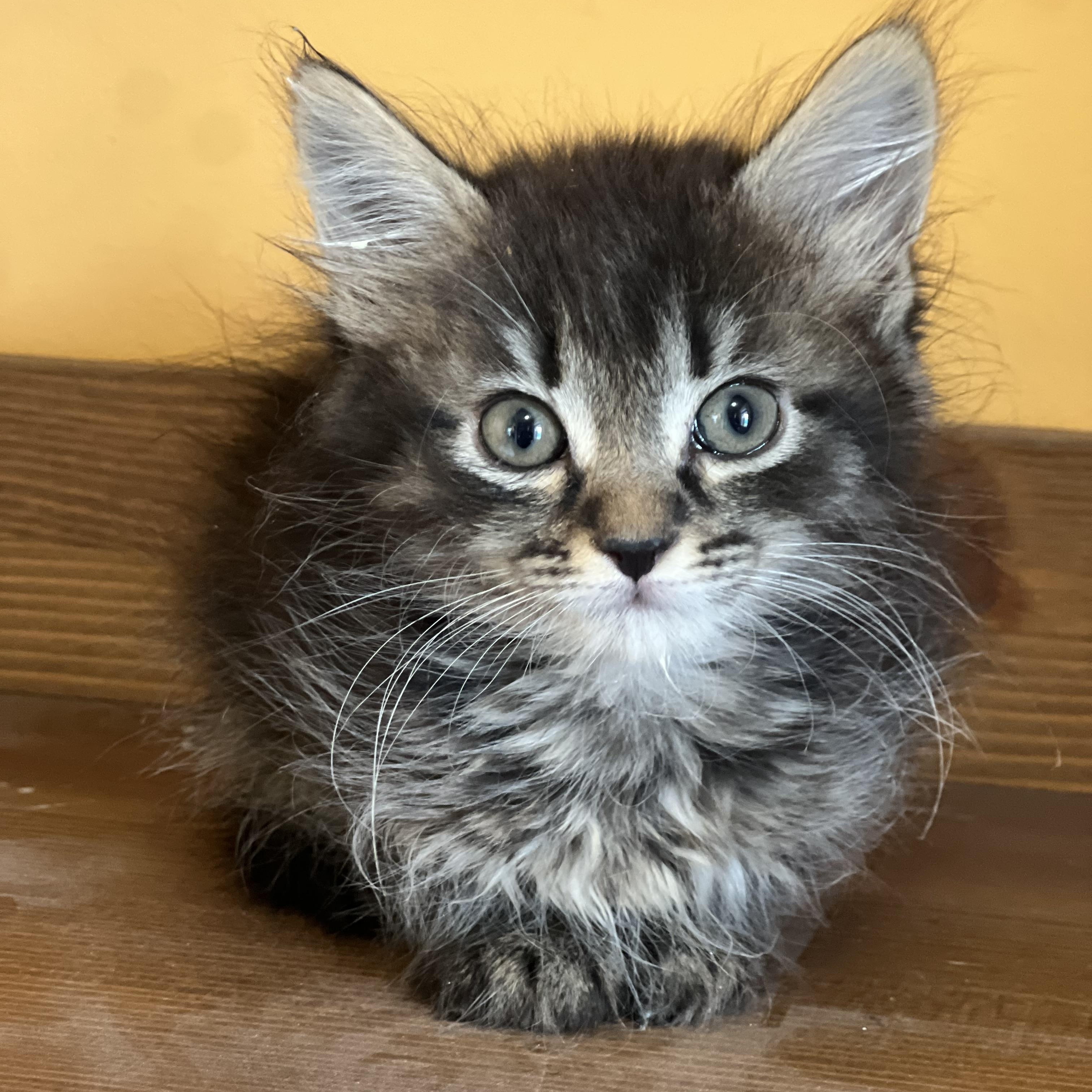 Nessa, adopted, Kitten Female Domestic Long Hair.