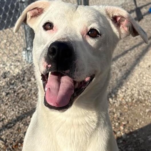 Snow (Sponsored), Adult Male Mixed Breed