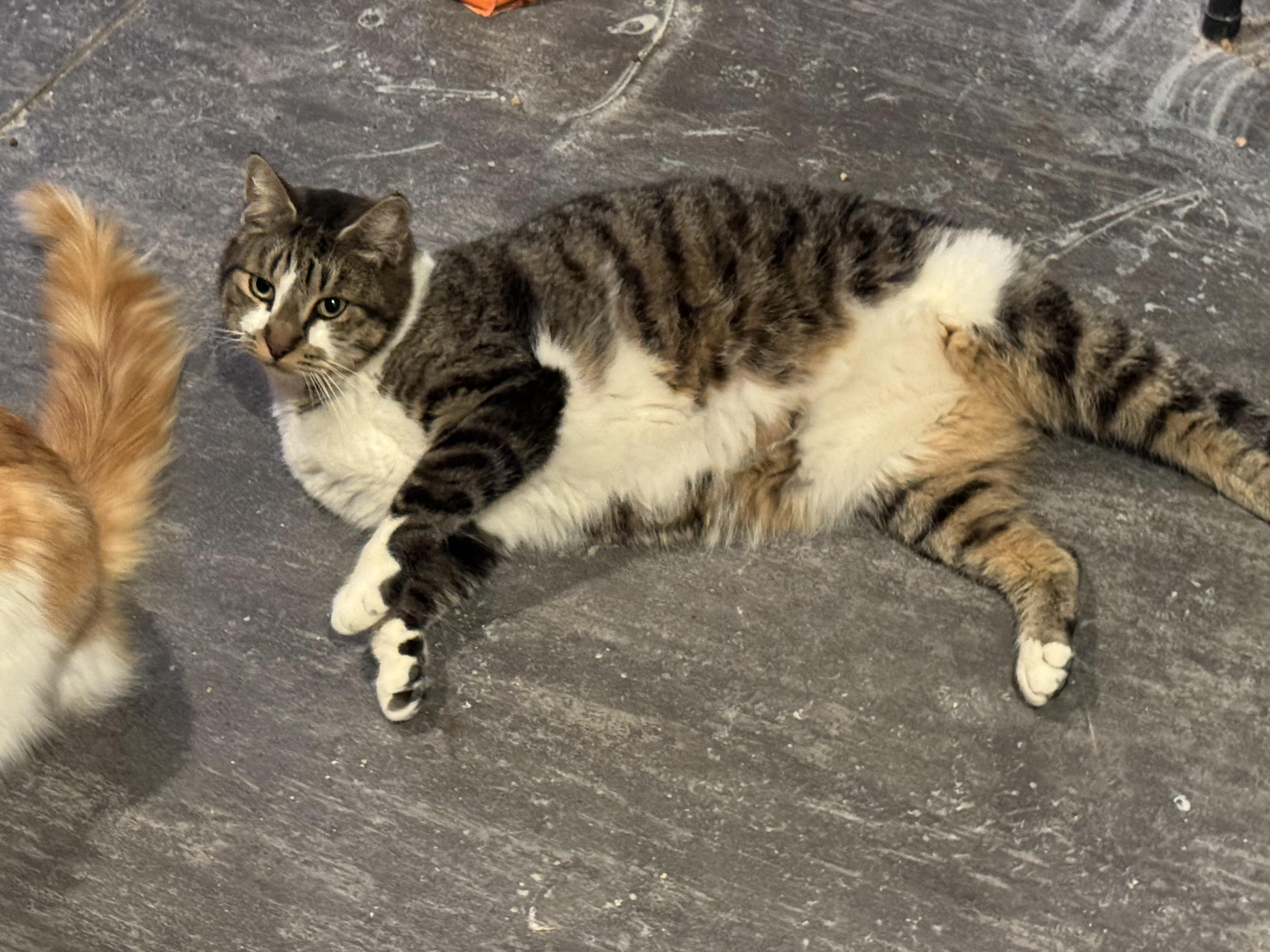 Finn, Adoptable, Adult Male Domestic Short Hair.