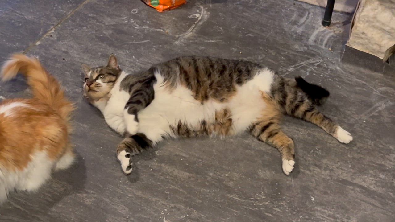 Enlarge Finn, a Adoptable Domestic Short Hair in Portland, OR video 3/3