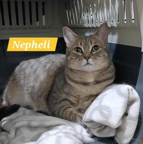 Nepheli, Young Female Domestic Short Hair