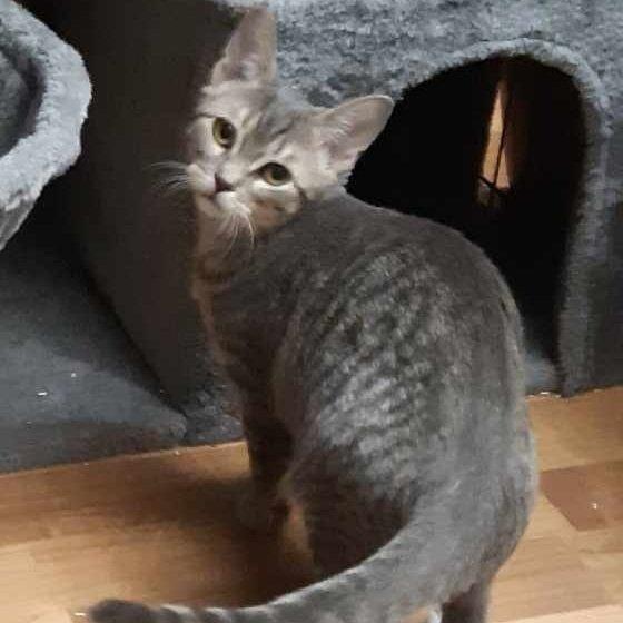 Nepheli, a Adoptable Domestic Short Hair in Abbotsford, BC image 2/2