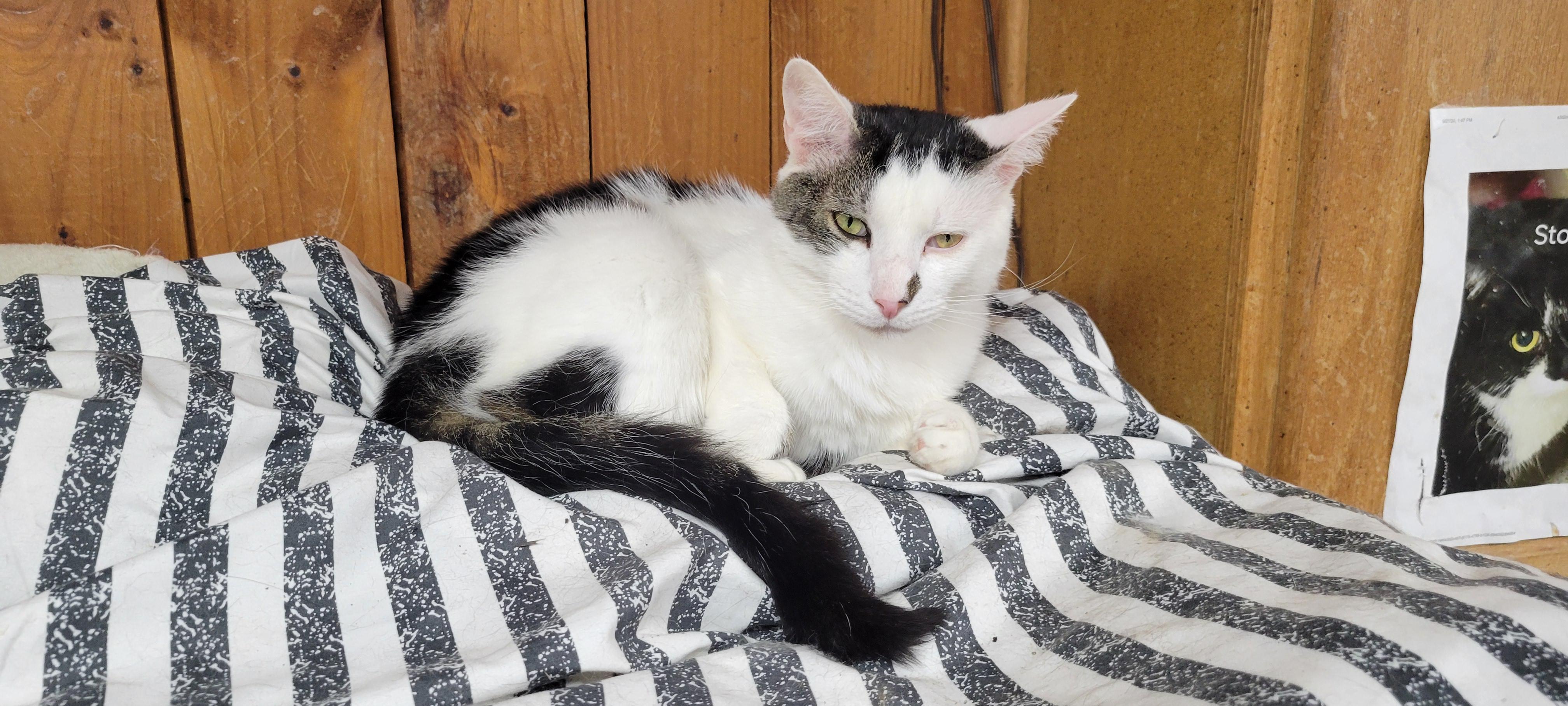 Paxton, a ADOPTABLE Tabby in Coventry, CT image 3/6
