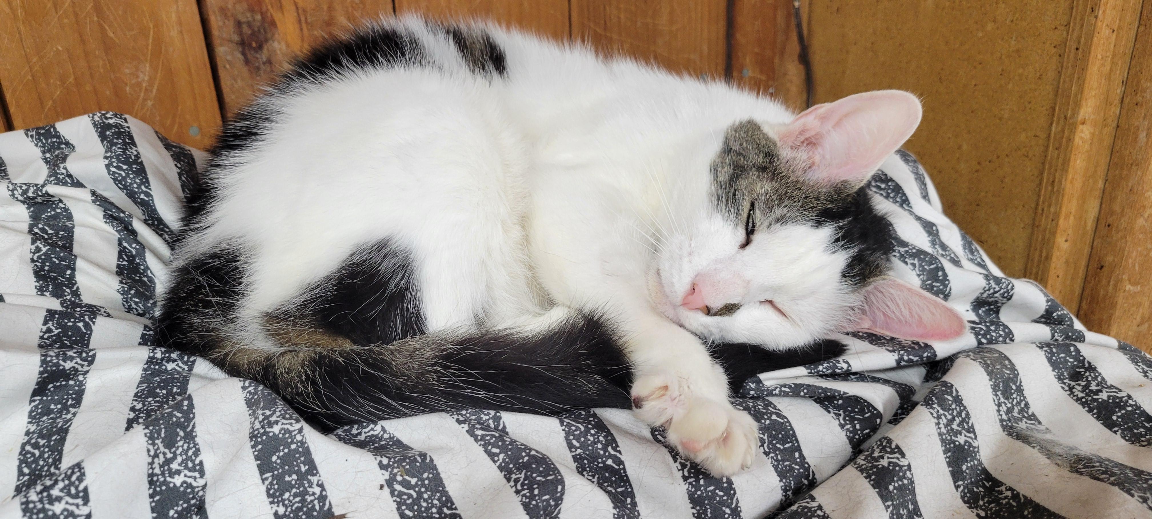 Paxton, a ADOPTABLE Tabby in Coventry, CT image 4/6