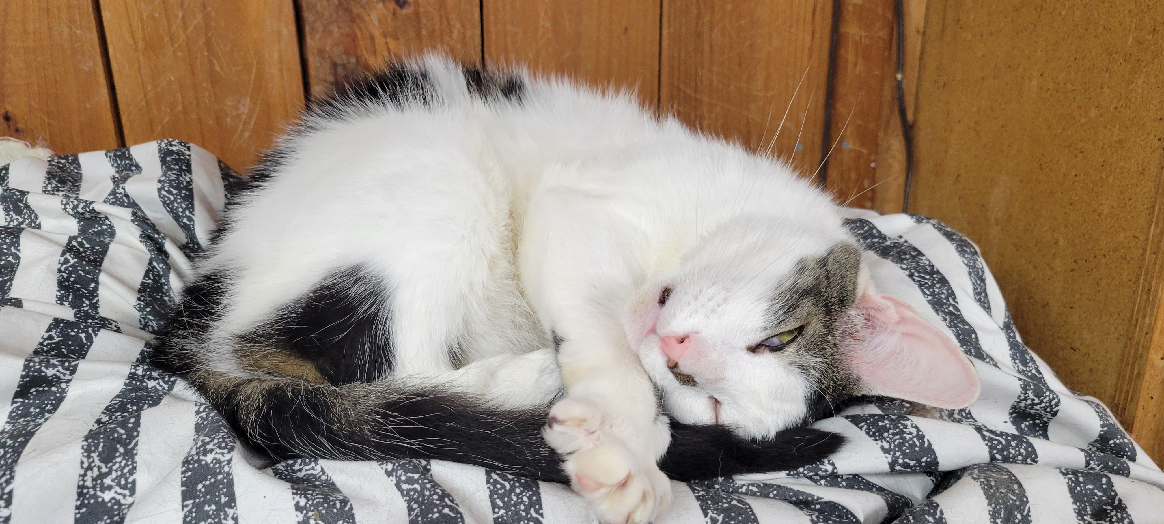 Paxton, a ADOPTABLE Tabby in Coventry, CT image 5/6
