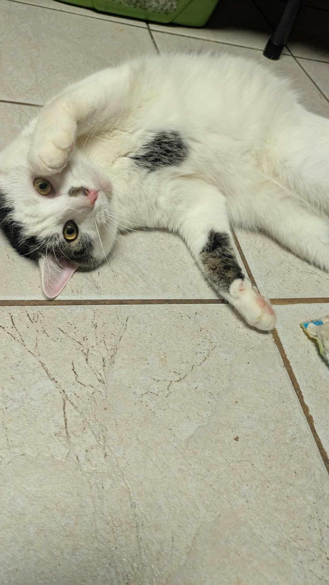 Paxton, ADOPTABLE, Young Male Tabby.