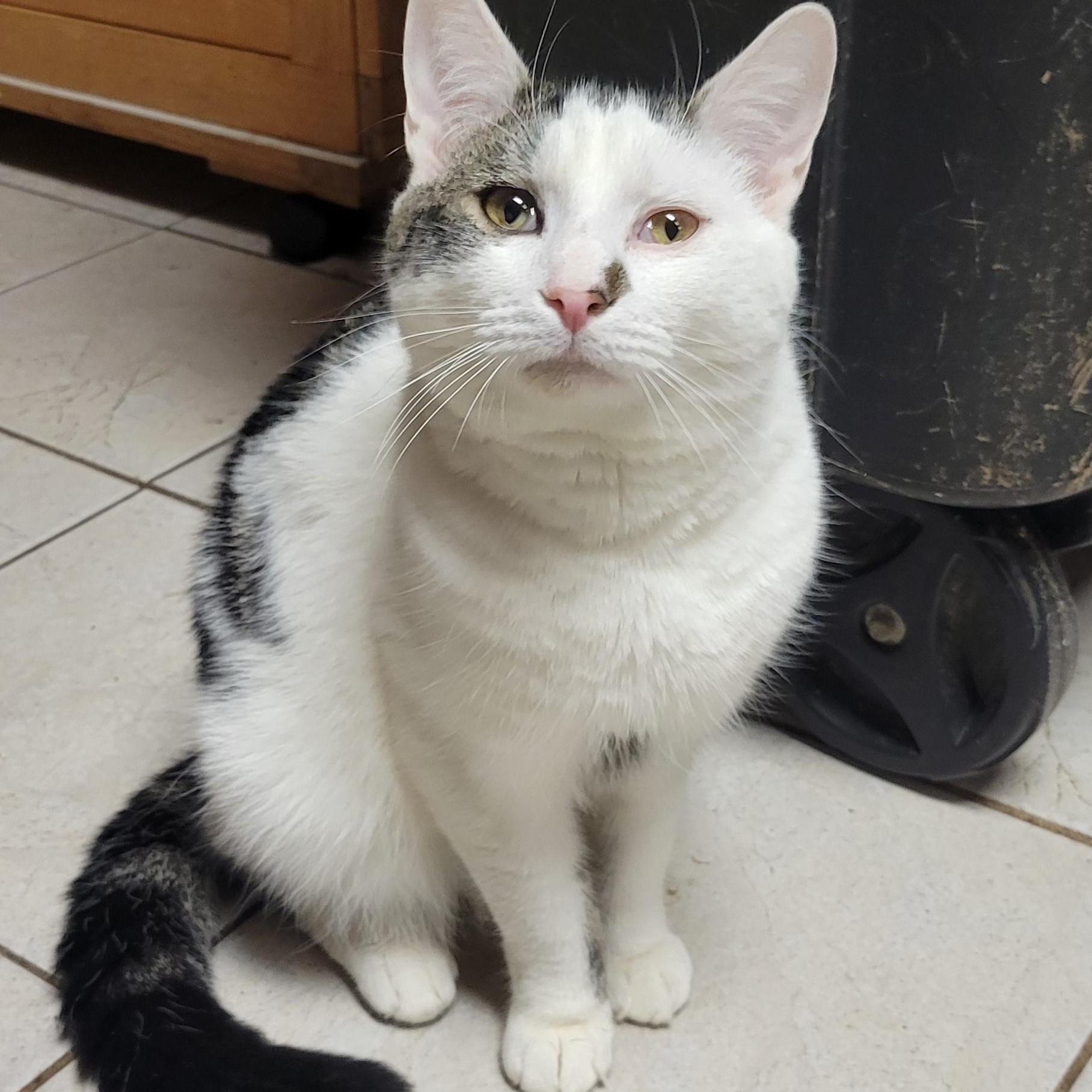 Paxton, a ADOPTABLE Tabby in Coventry, CT image 2/6