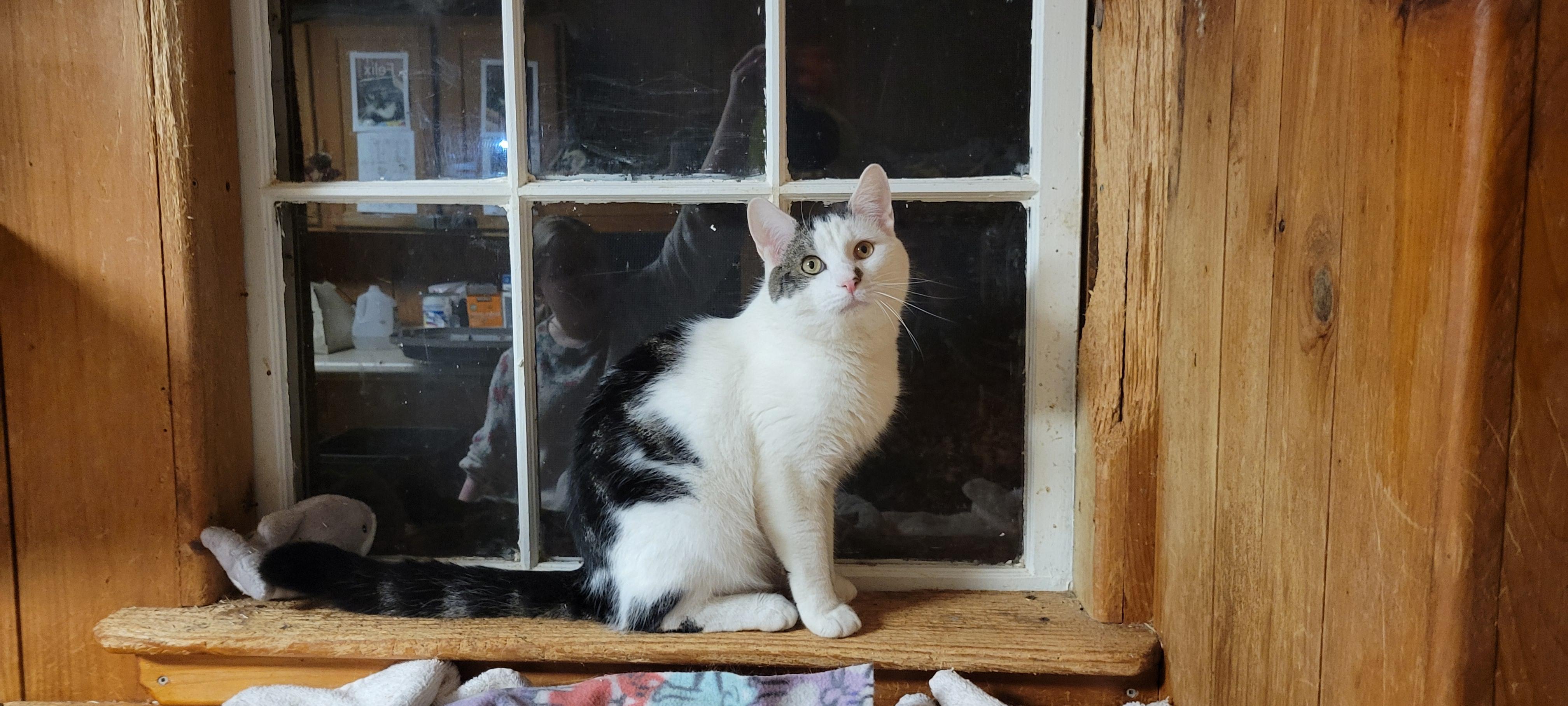Paxton, a ADOPTABLE Tabby in Coventry, CT image 6/6