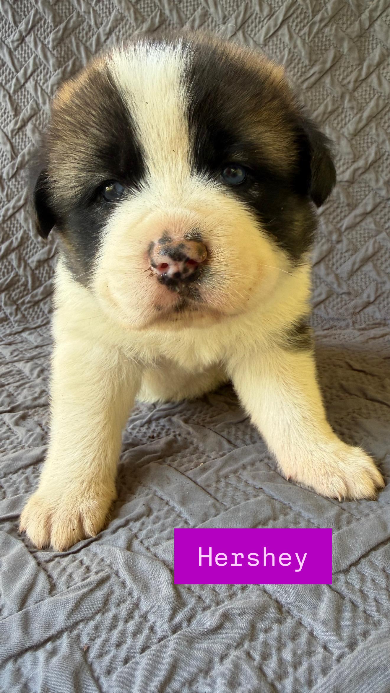Hershey, a ADOPTABLE mixed breed in Claremont, NC image 1/2