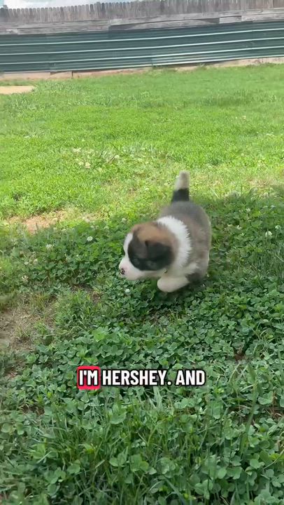 Enlarge Hershey, a ADOPTABLE mixed breed in Claremont, NC video 2/2