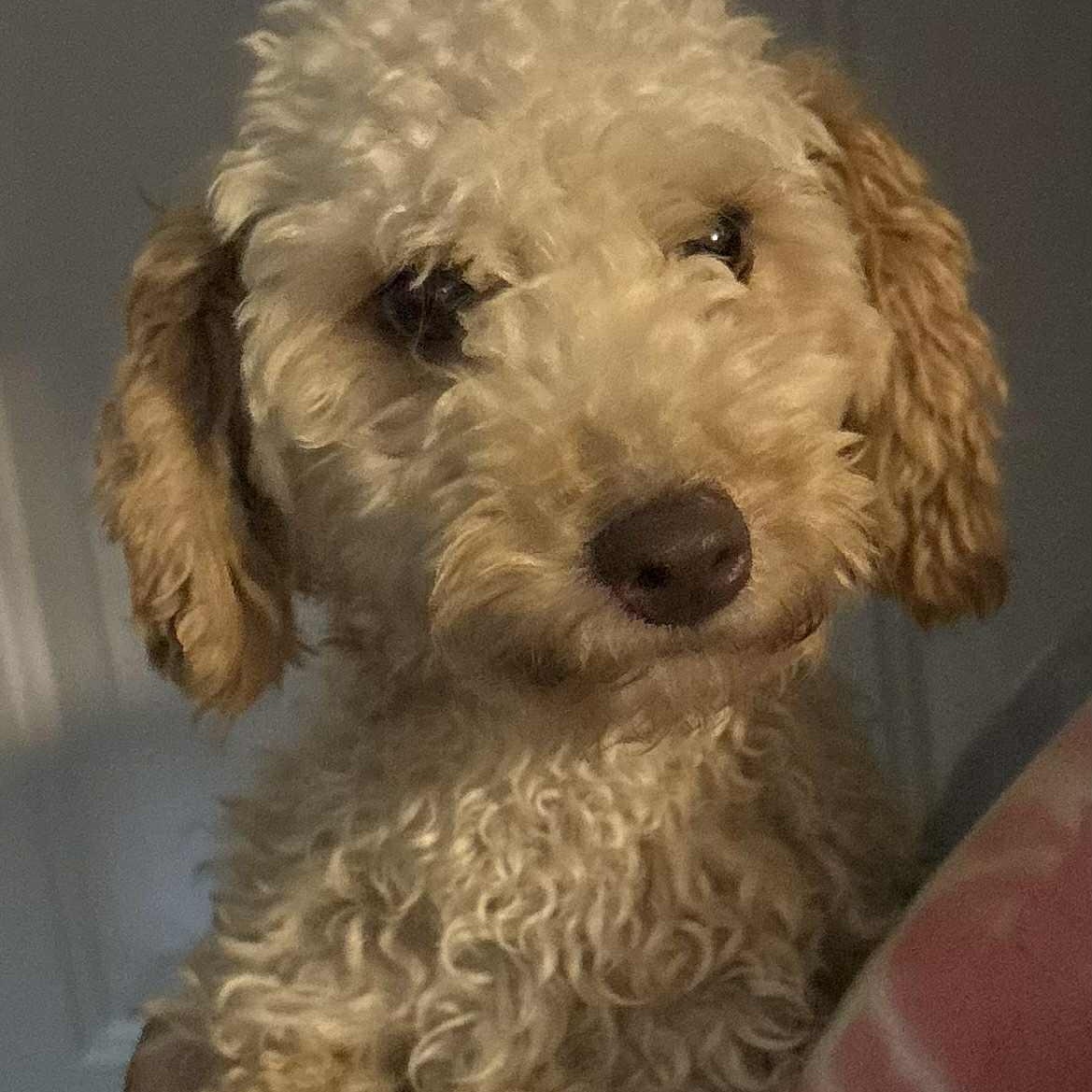 Ginger