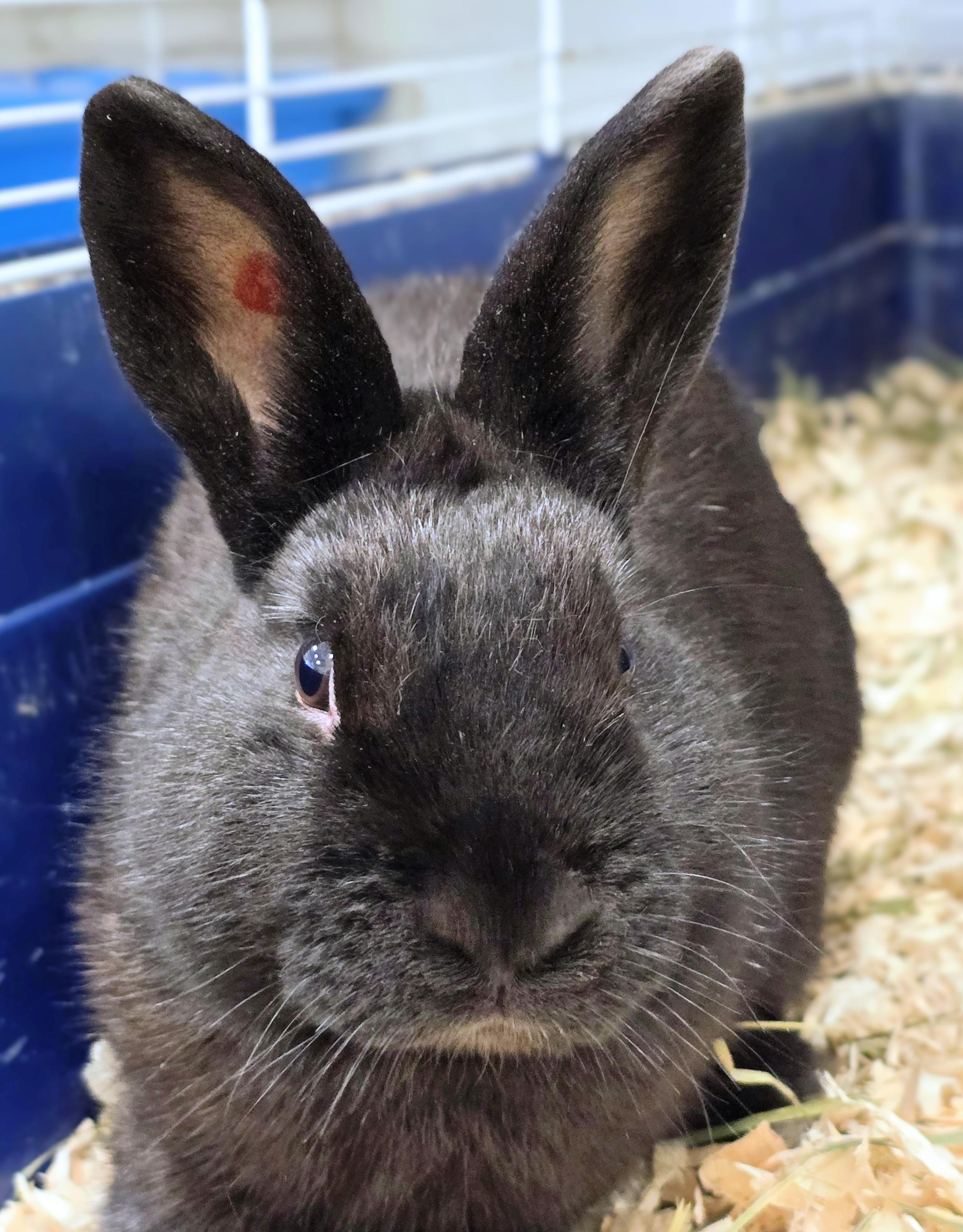 Enlarge -99 Chocolate Chip, a Adopted mixed breed in Amityville, NY image 1/3