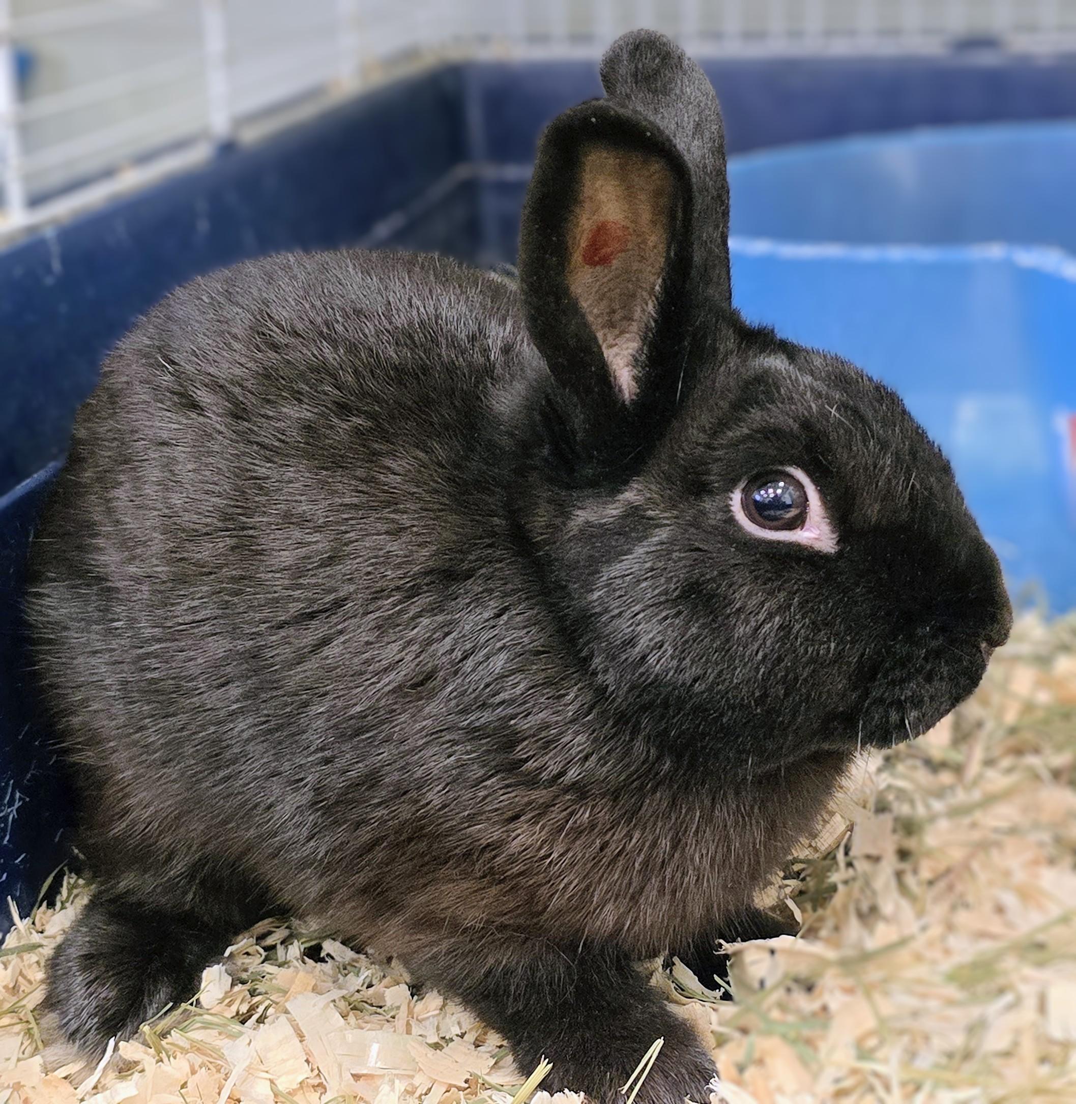 Enlarge -99 Chocolate Chip, a Adopted mixed breed in Amityville, NY image 2/3
