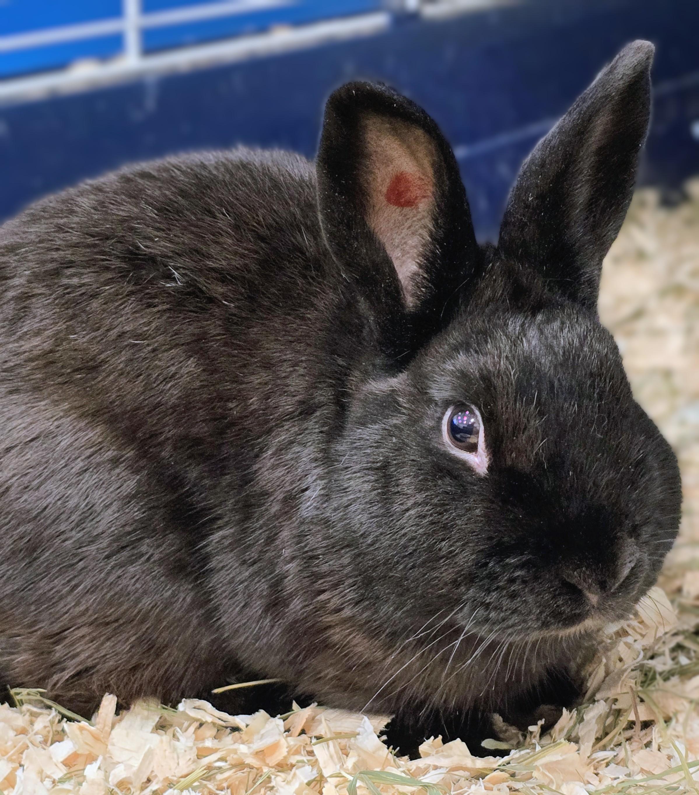 Enlarge -99 Chocolate Chip, a Adopted mixed breed in Amityville, NY image 3/3
