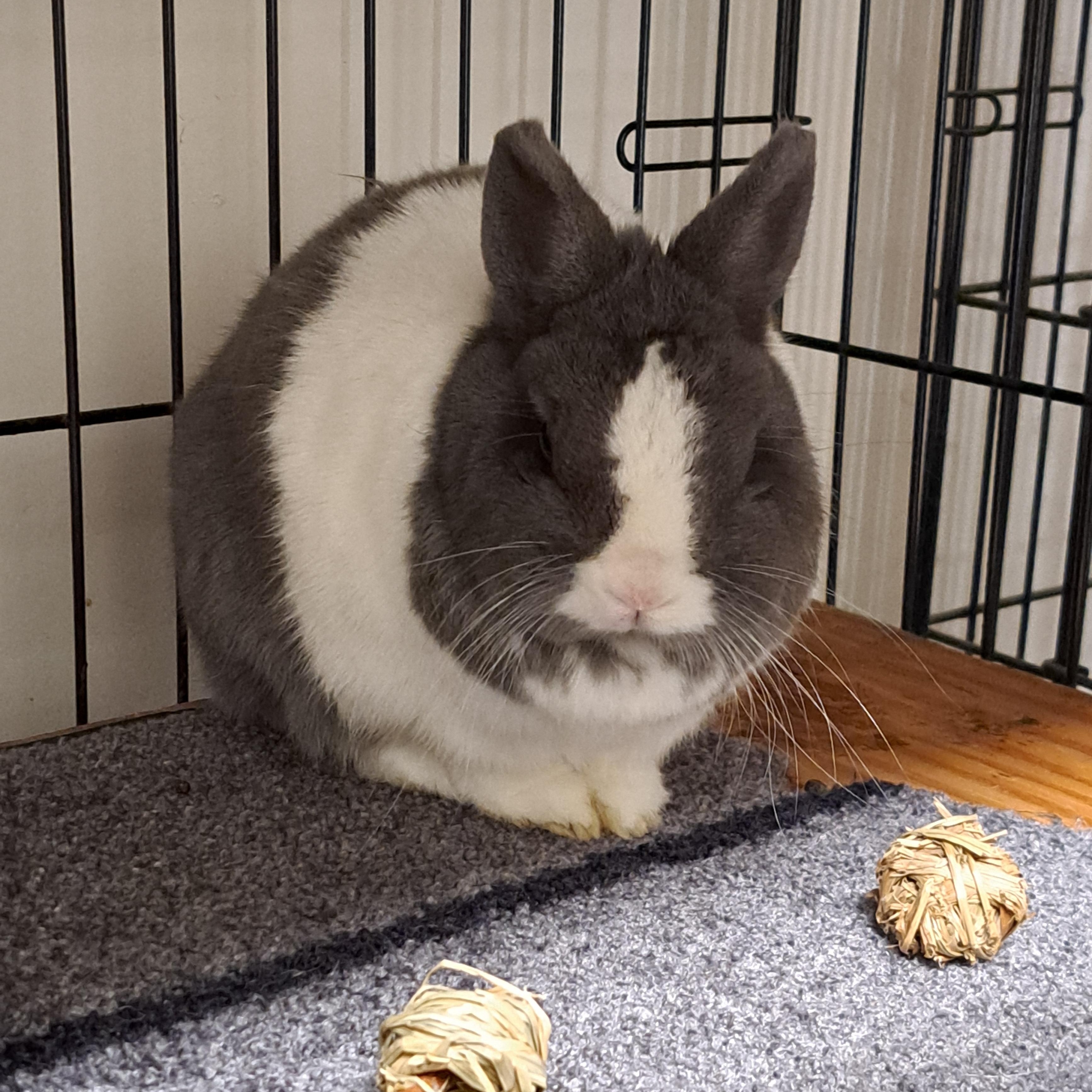 Layla is a chubby little NetherlandDutch mix with a big personality packed into a compact adorable