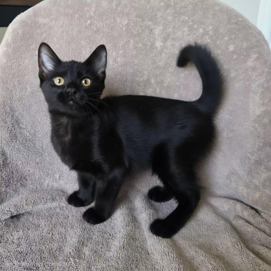 Angelica Pickles, Adoptable, Kitten Female Domestic Short Hair.