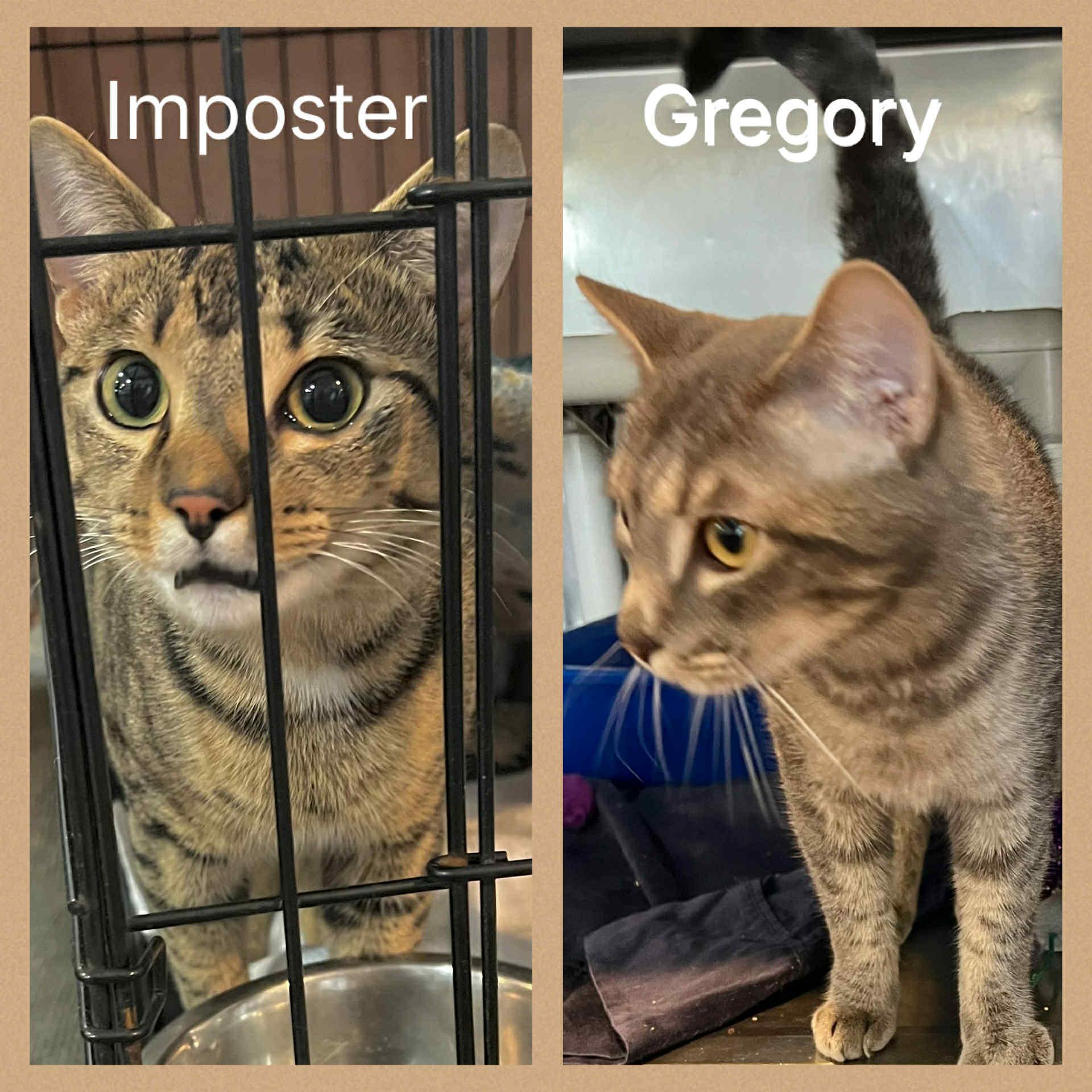 Imposter & Gregory - siblings