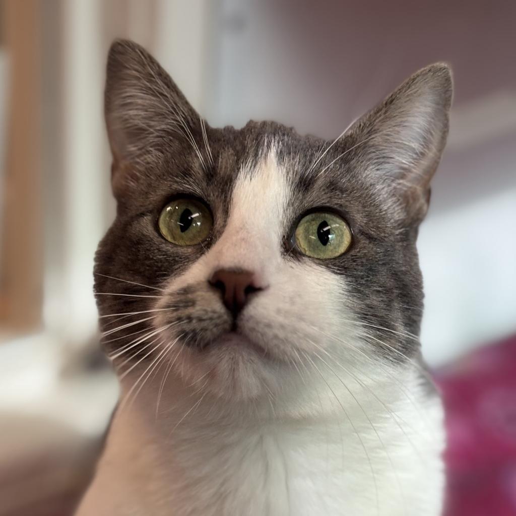 Feebas, a Adoptable Domestic Short Hair in Fresno, CA image 1/6