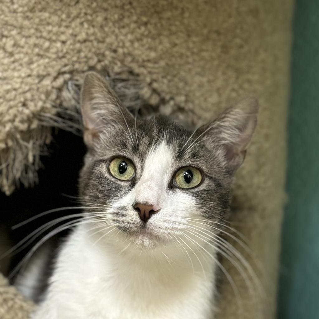 Feebas, a Adoptable Domestic Short Hair in Fresno, CA image 2/6