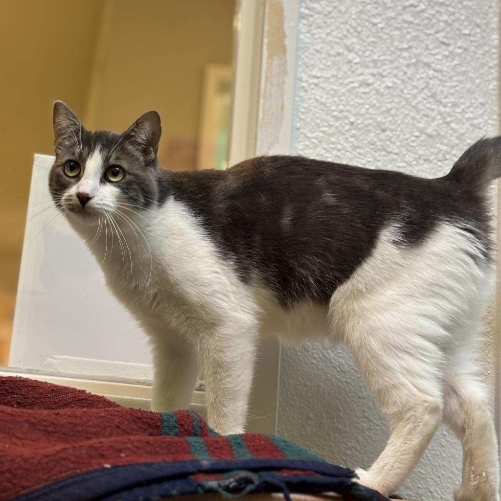 Feebas, a Adoptable Domestic Short Hair in Fresno, CA image 3/6