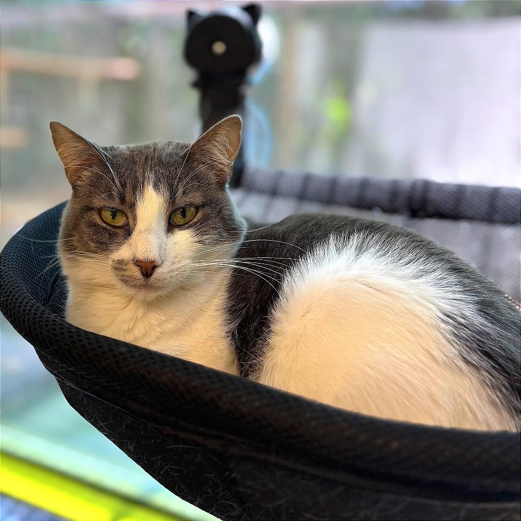 Feebas, a Adoptable Domestic Short Hair in Fresno, CA image 4/6