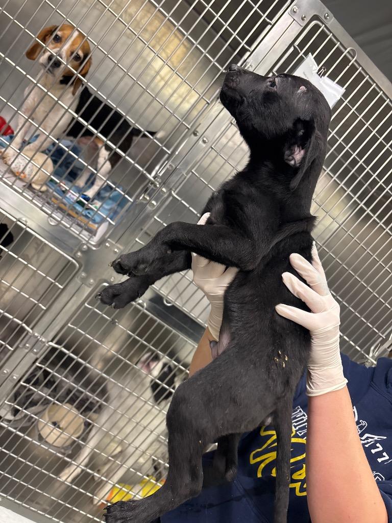 Jack Skellington, Adopted, Puppy Male Hound & Labrador Retriever.