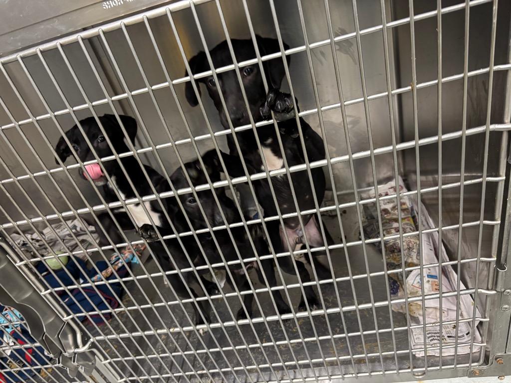 Enlarge Jack Skellington, a Adopted mixed breed in Findlay, OH image 2/3