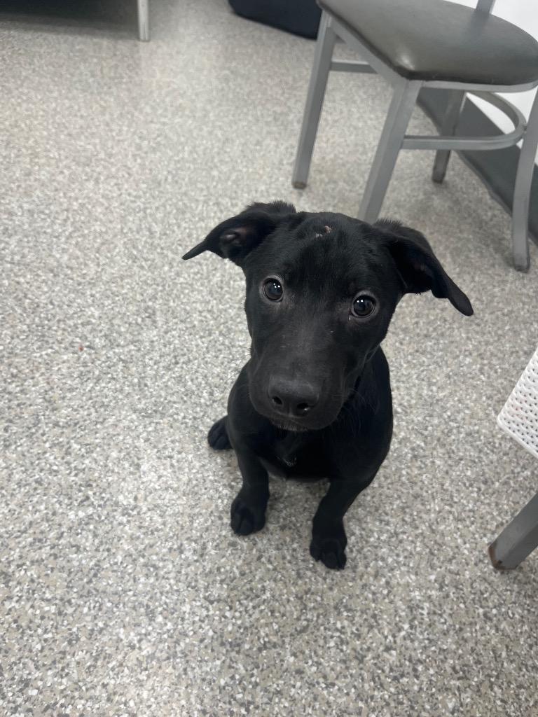 Enlarge Jack Skellington, a Adopted mixed breed in Findlay, OH image 3/3