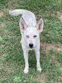 Enlarge Jenna, a Adopted mixed breed in Sudbury, MA image 1/3