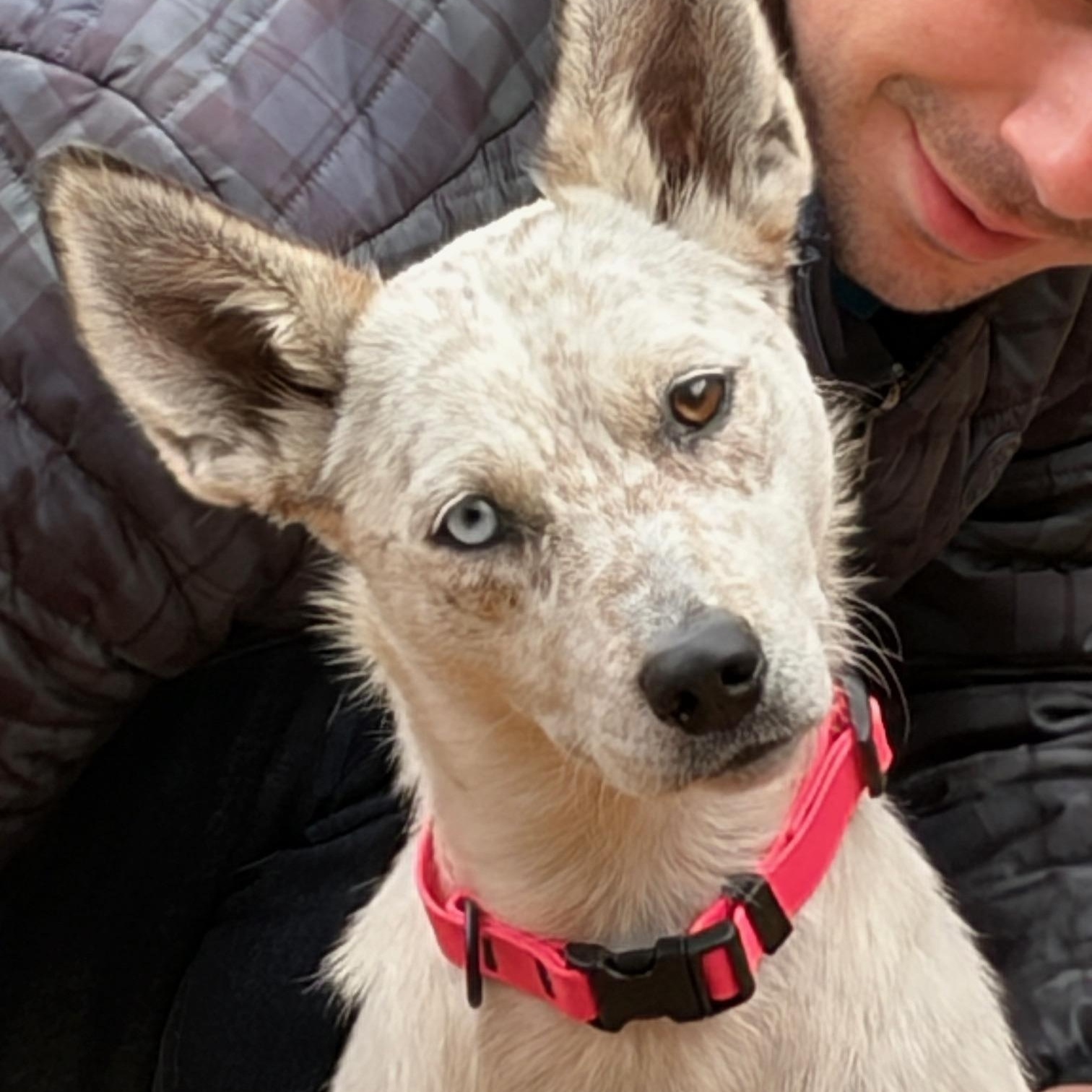 Enlarge Jenna, a Adopted mixed breed in Sudbury, MA image 3/3