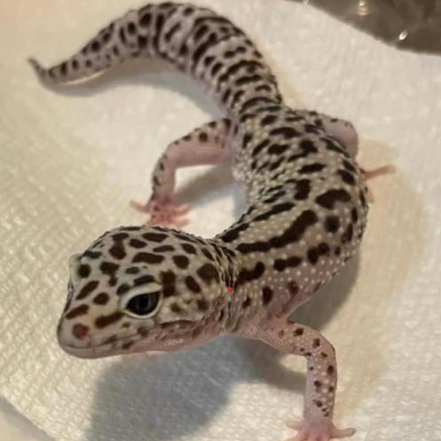 Enlarge Mayfly, a Adoptable Gecko in Durham, NC image 1/1