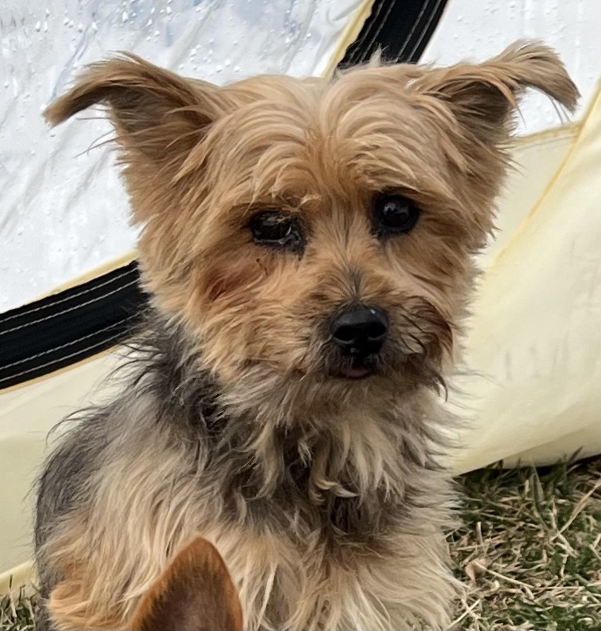 Ruby, ADOPTABLE, Adult Female Yorkshire Terrier.