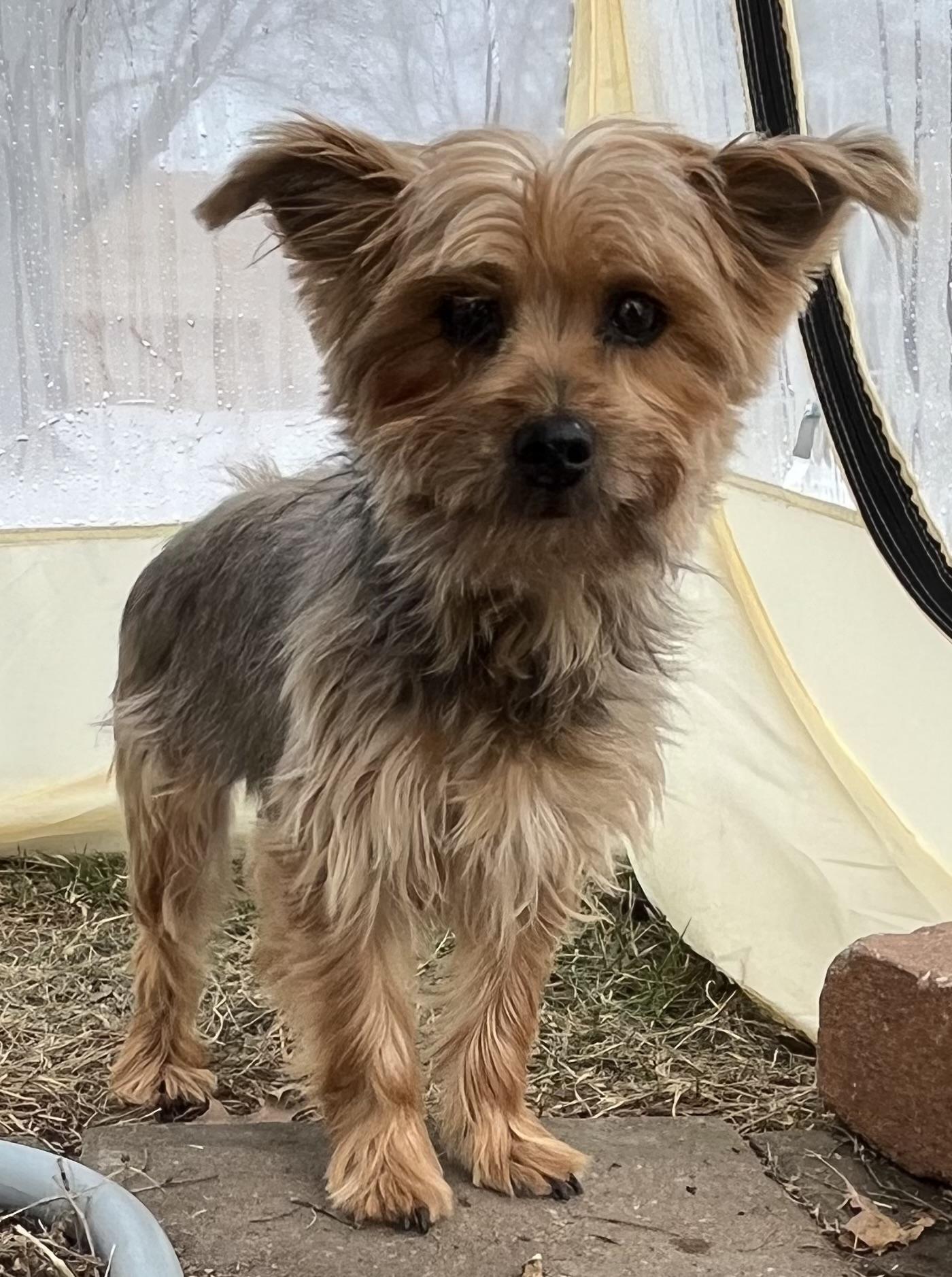 Enlarge Ruby, a ADOPTABLE Yorkshire Terrier in Overland Park, KS image 2/3