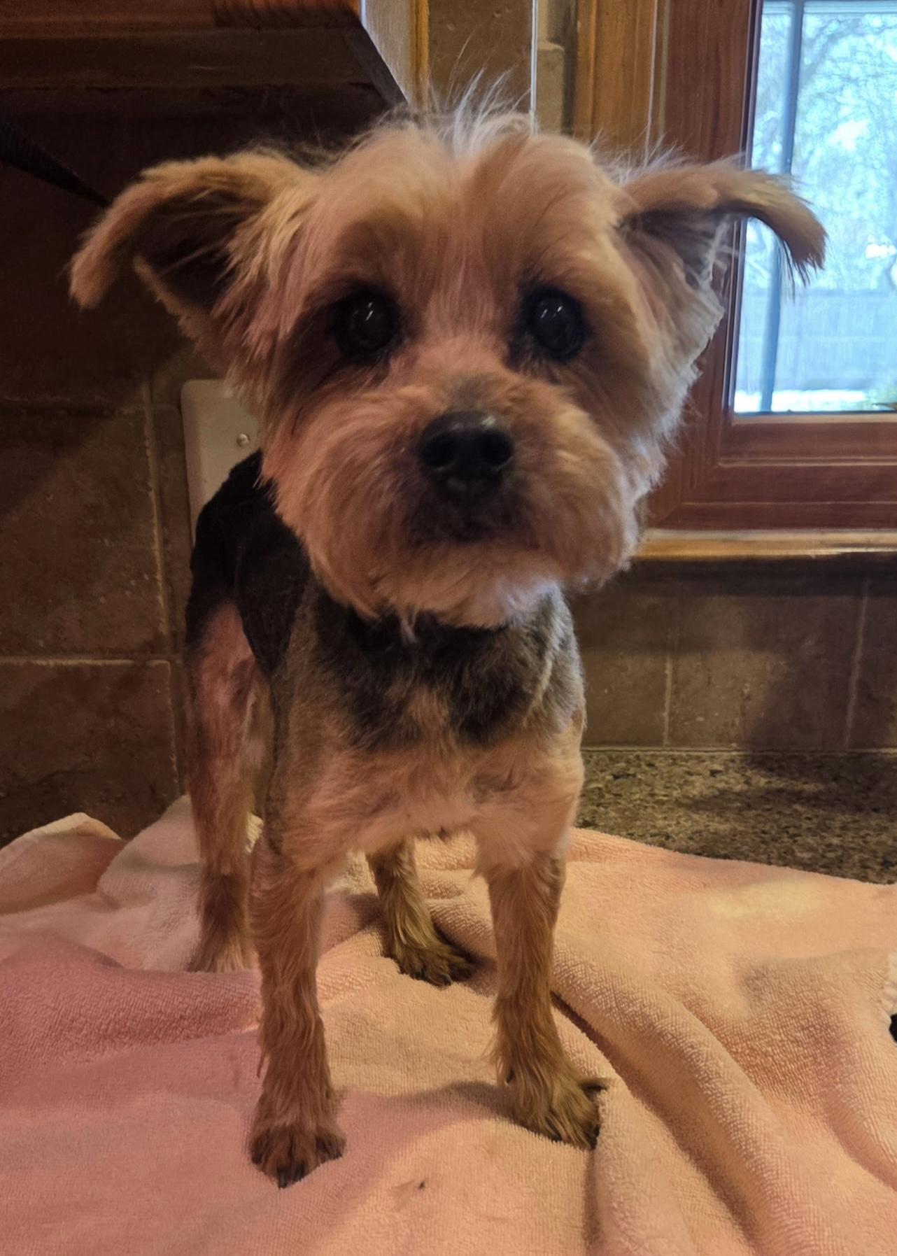 Enlarge Ruby, a ADOPTABLE Yorkshire Terrier in Overland Park, KS image 1/1