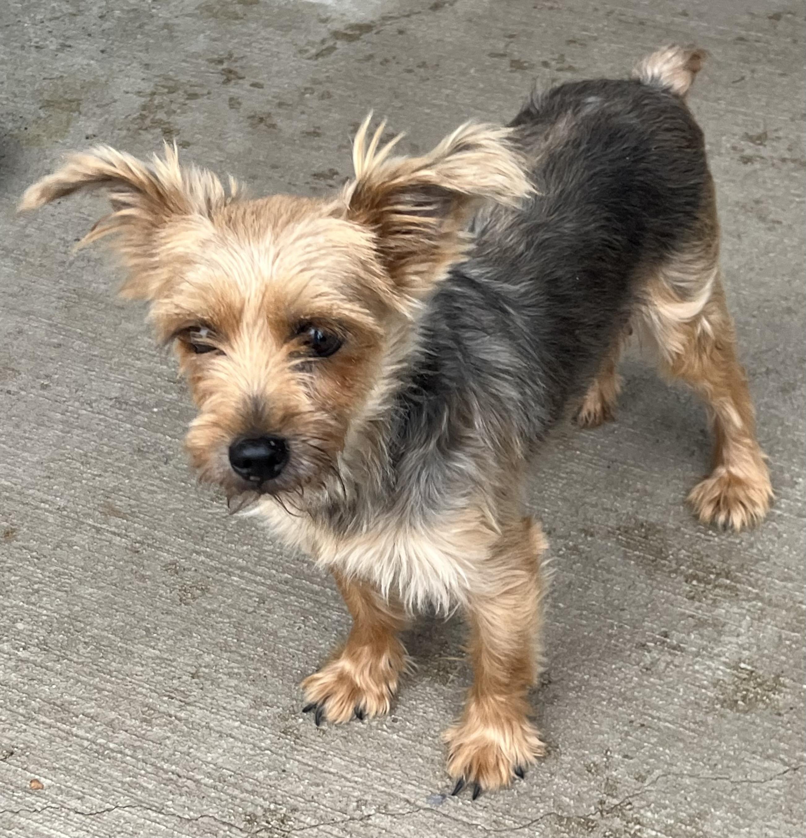 Ruby, ADOPTABLE, Adult Female Yorkshire Terrier.
