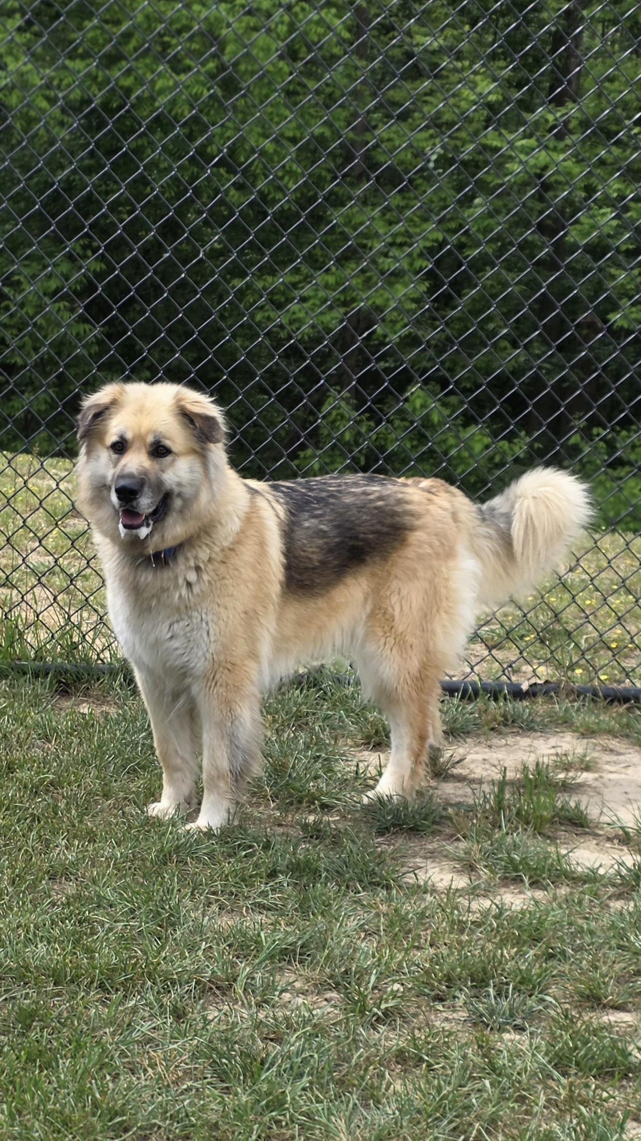 Enlarge Sonnet, a ADOPTABLE mixed breed in Shepherdsville, KY image 1/4