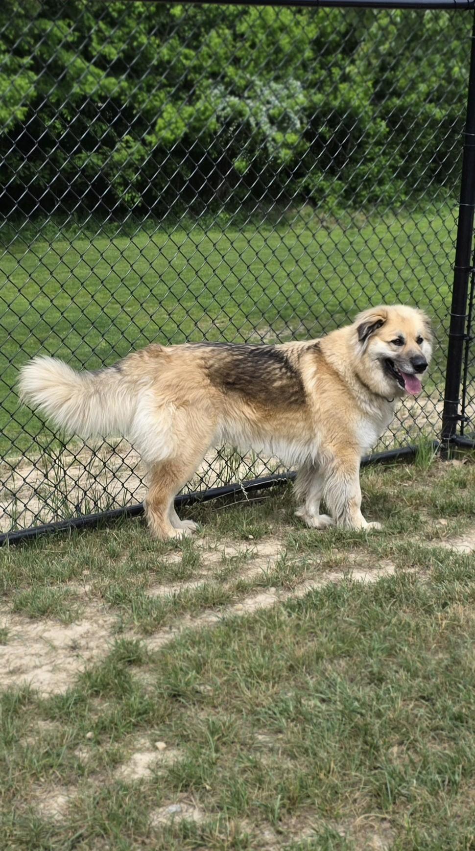 Enlarge Sonnet, a ADOPTABLE mixed breed in Shepherdsville, KY image 4/4