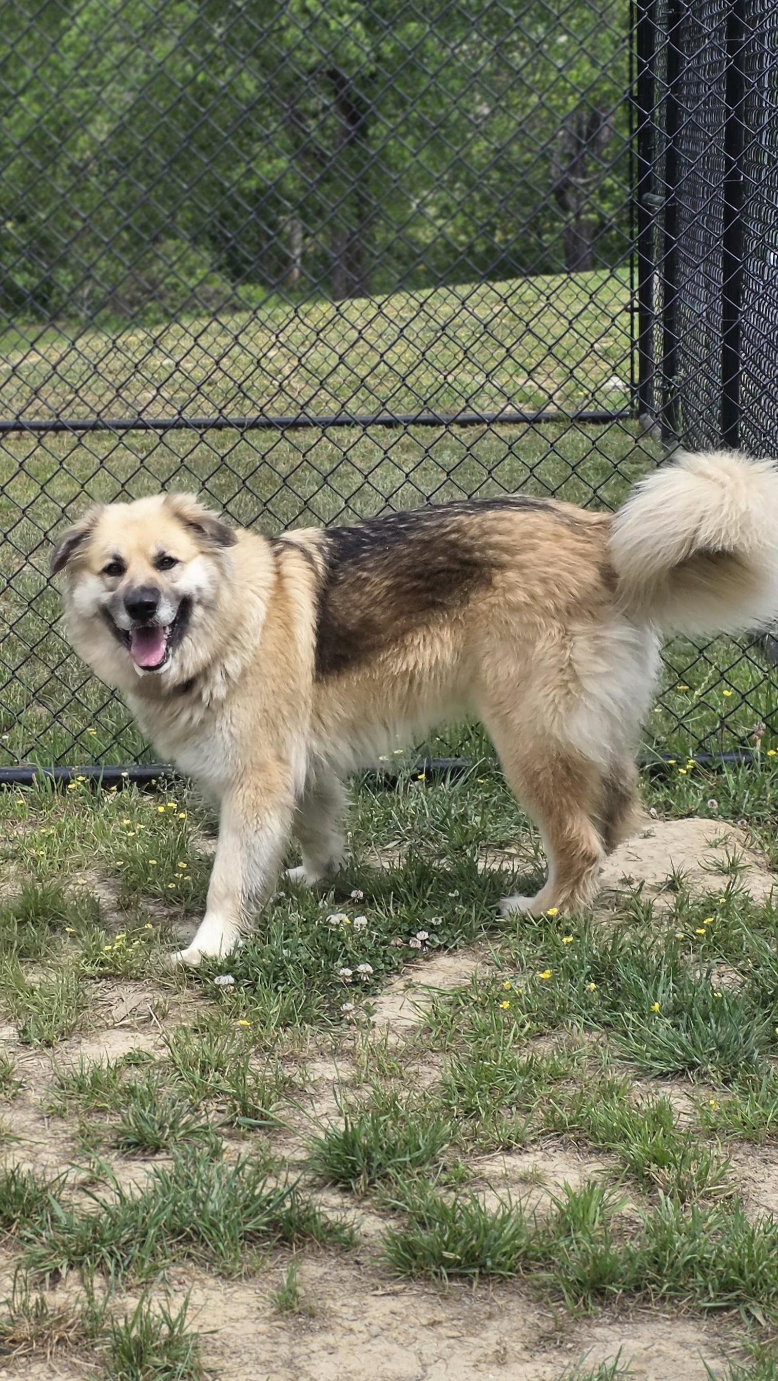 Enlarge Sonnet, a ADOPTABLE mixed breed in Shepherdsville, KY image 3/4