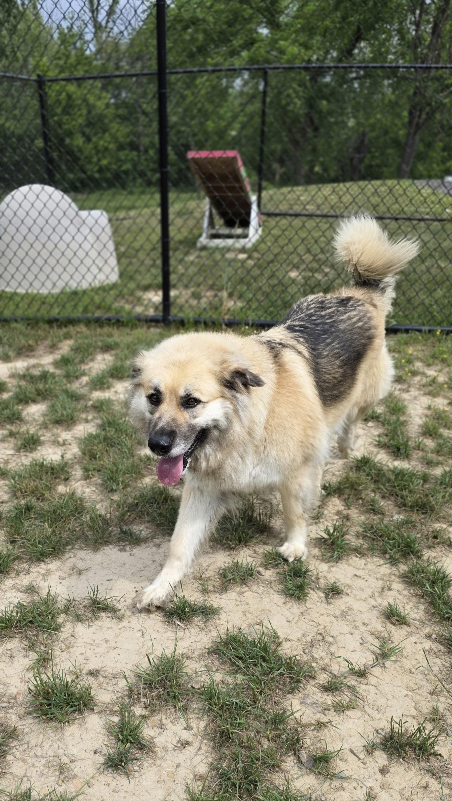 Enlarge Sonnet, a ADOPTABLE mixed breed in Shepherdsville, KY image 2/4