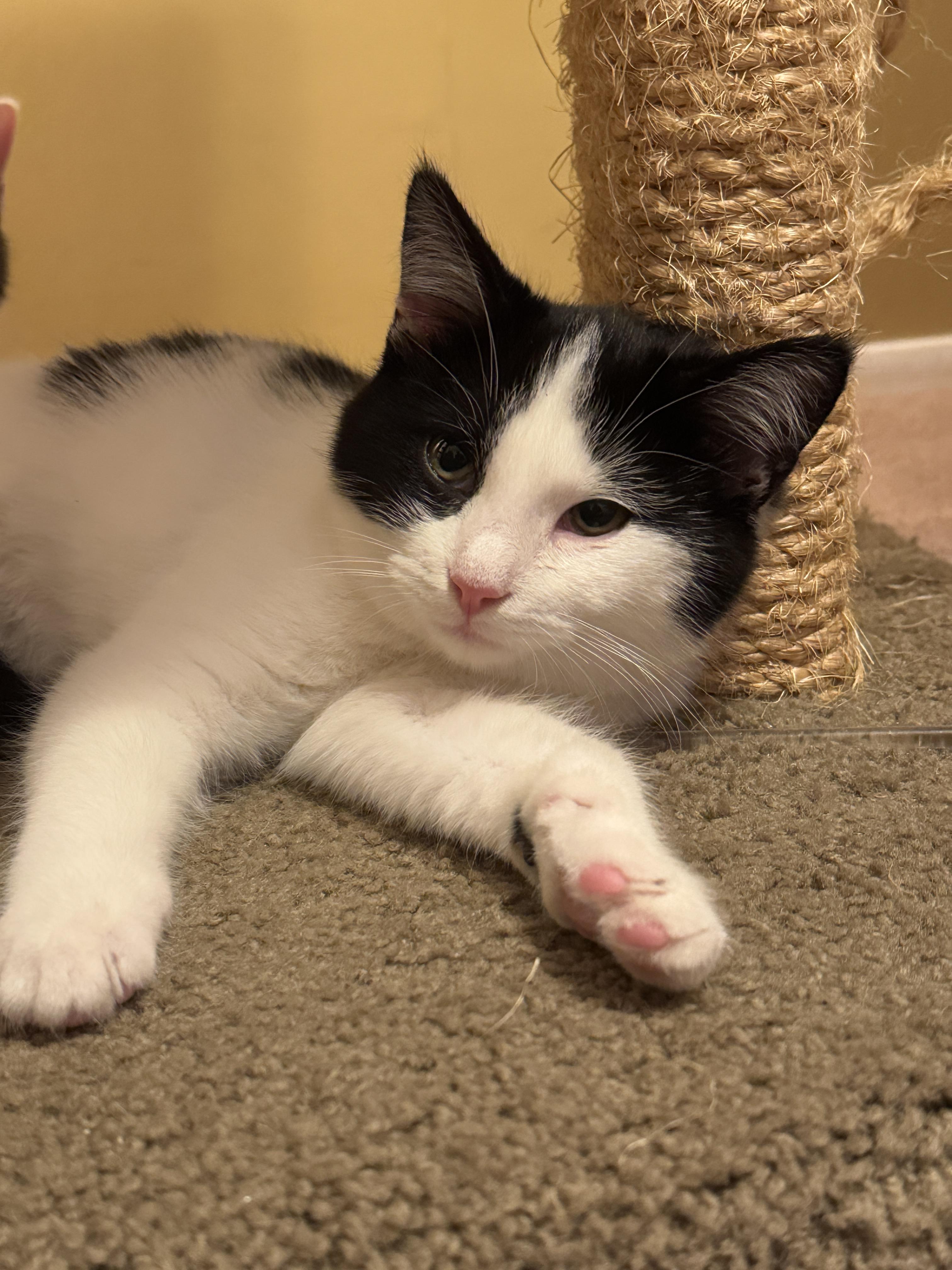 Enlarge Moonracer, a Adopted Domestic Short Hair in Bethel Park, PA image 1/1