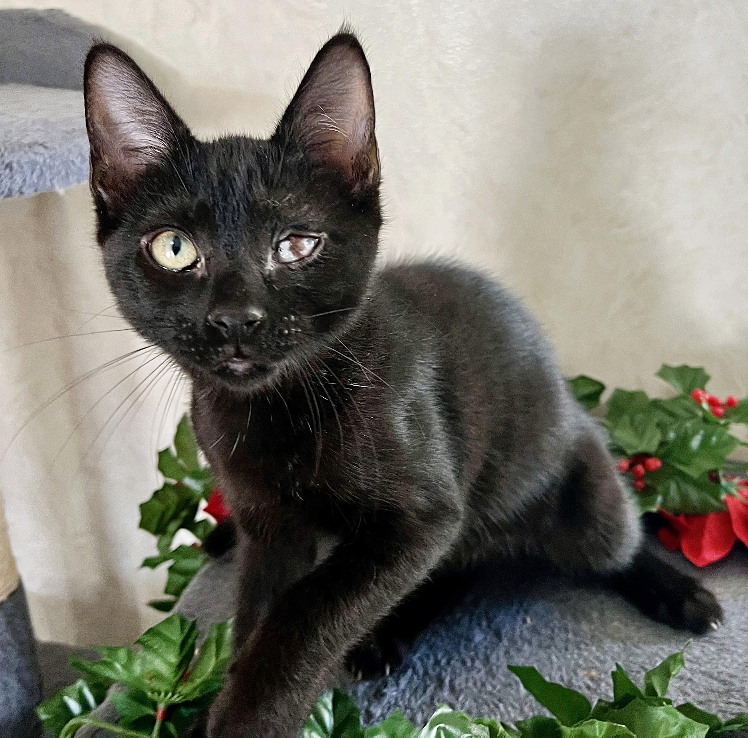 Calvin & Hobbs, a ADOPTABLE mixed breed in Rocky Hill, CT image 1/6