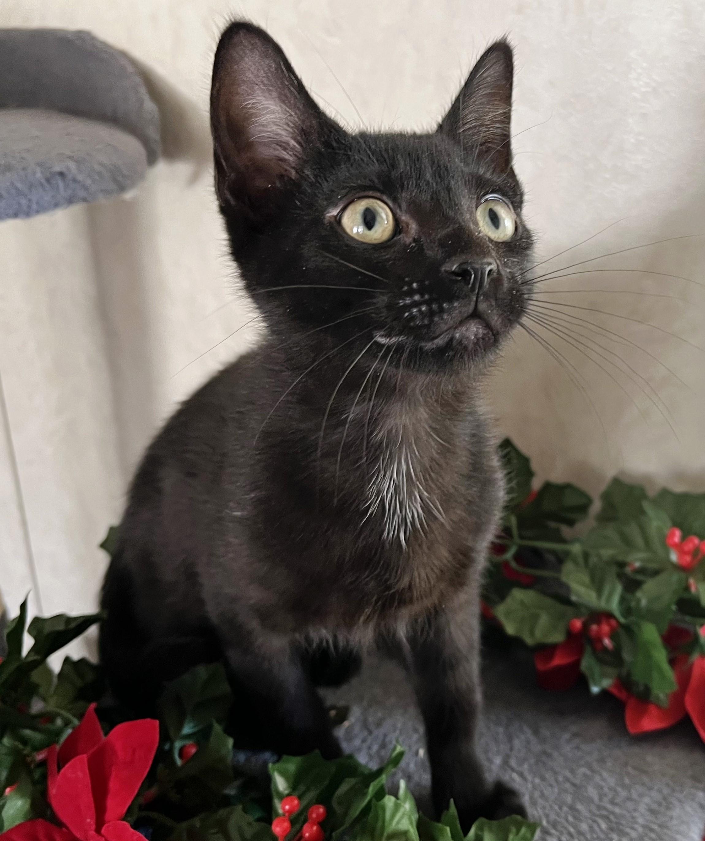 Calvin & Hobbs, a ADOPTABLE mixed breed in Rocky Hill, CT image 3/6