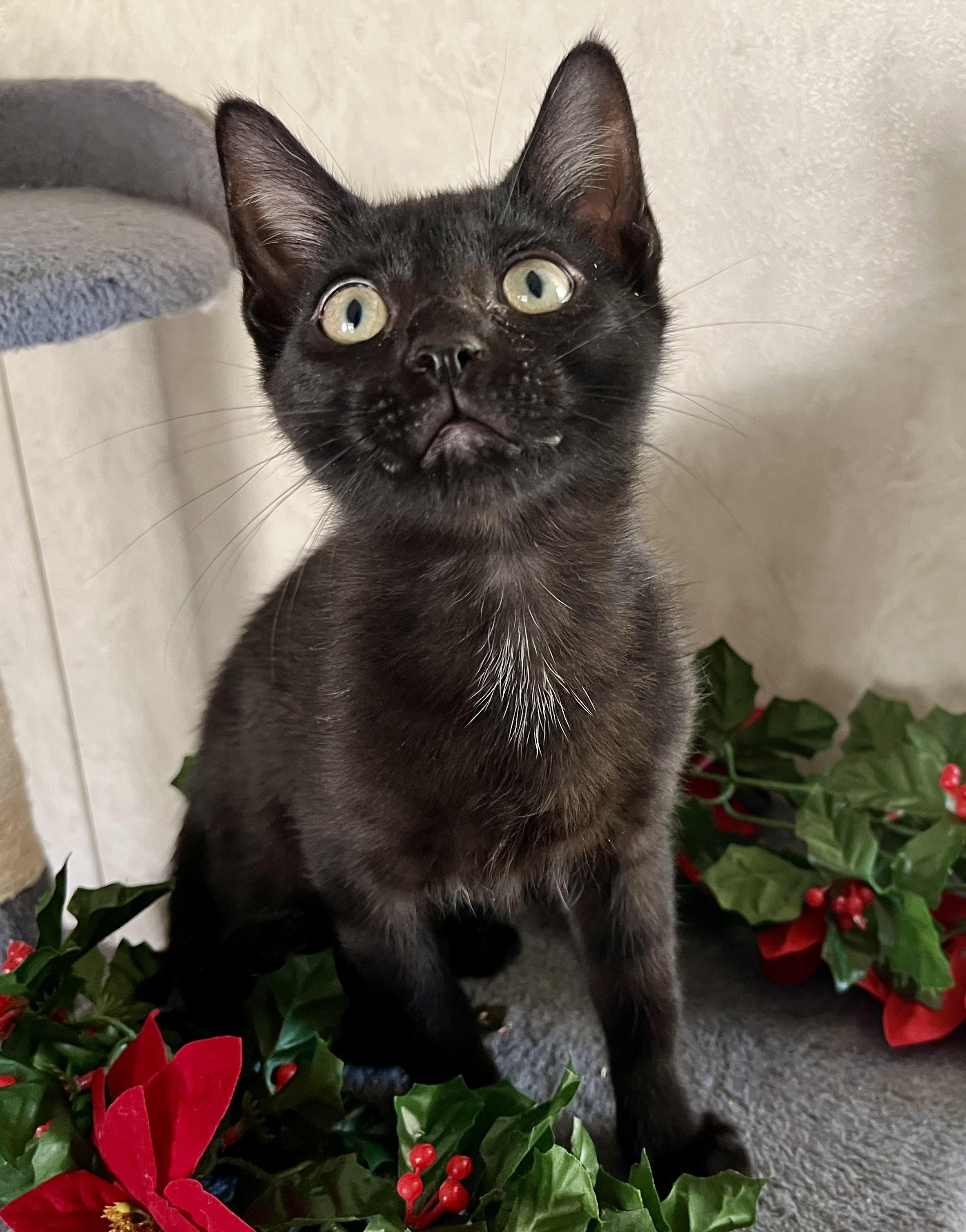 Calvin & Hobbs, a ADOPTABLE mixed breed in Rocky Hill, CT image 4/6