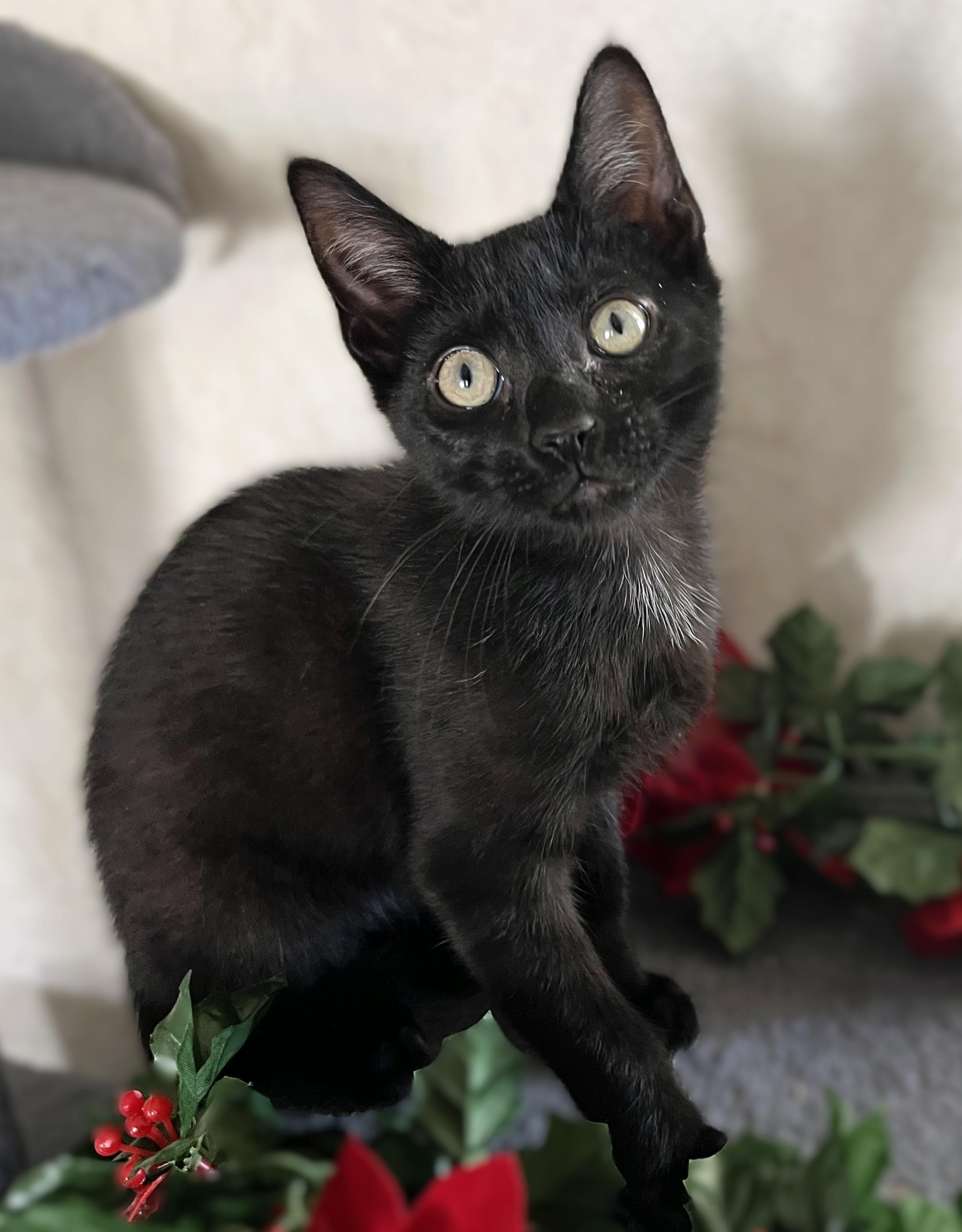 Calvin & Hobbs, a ADOPTABLE mixed breed in Rocky Hill, CT image 5/6