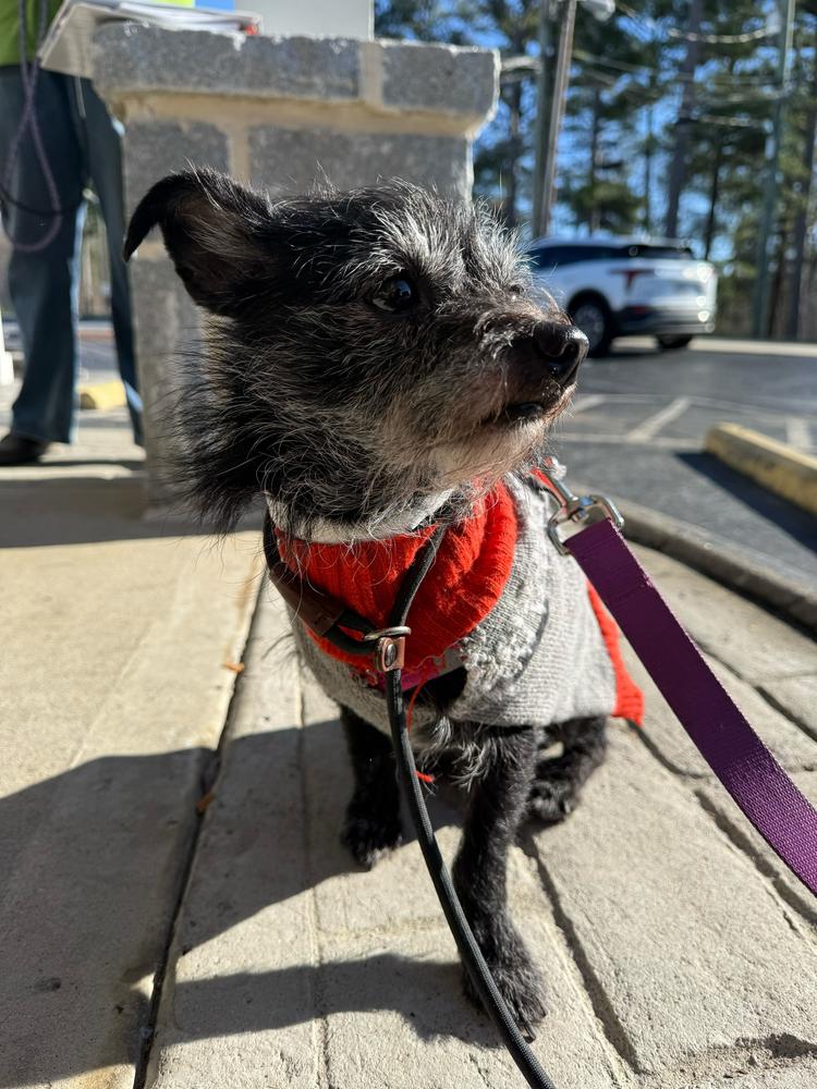 Ozzy, Adoptable, Young Male Terrier.