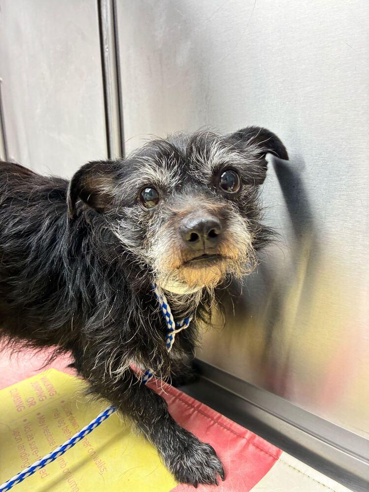 Enlarge Ozzy, a Adoptable Terrier in Marietta, GA image 1/2