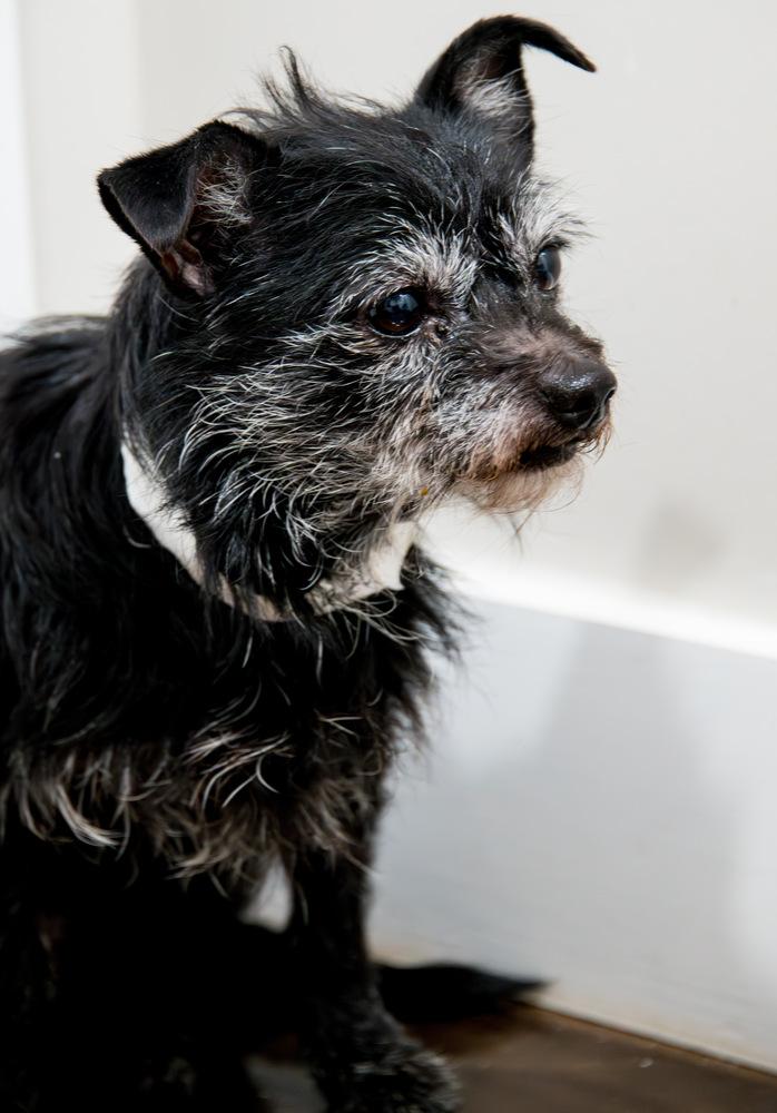 Enlarge Ozzy, a Adoptable Terrier in Marietta, GA image 2/6