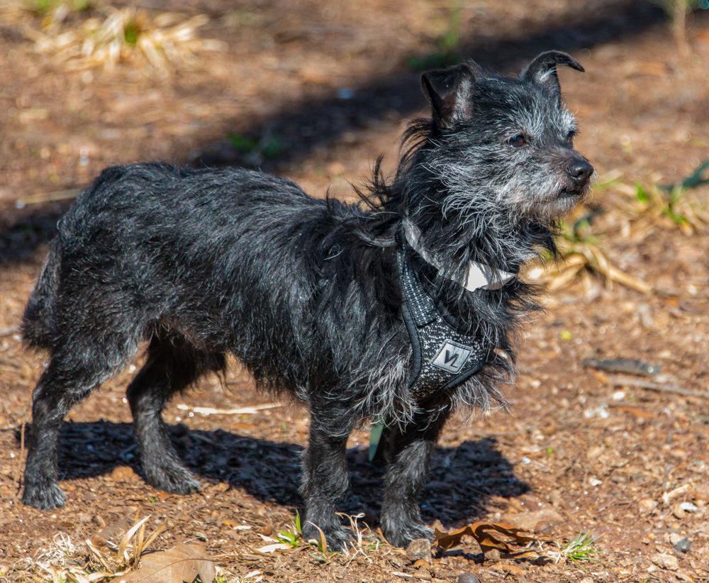 Enlarge Ozzy, a Adoptable Terrier in Marietta, GA image 3/6